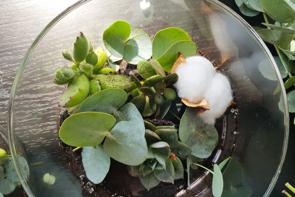 Estival Mégane — photo 2