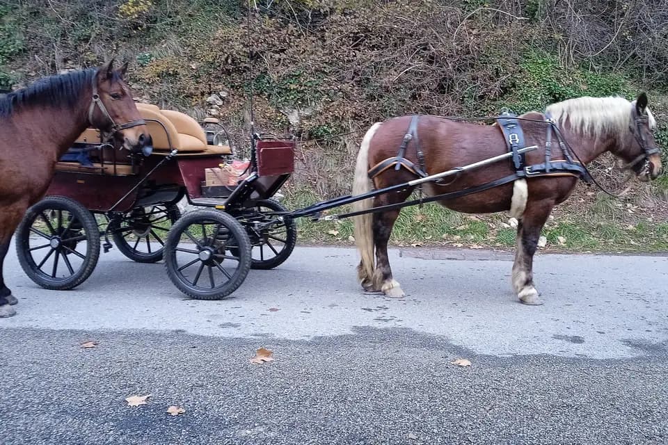 Tamanalou — photo 1