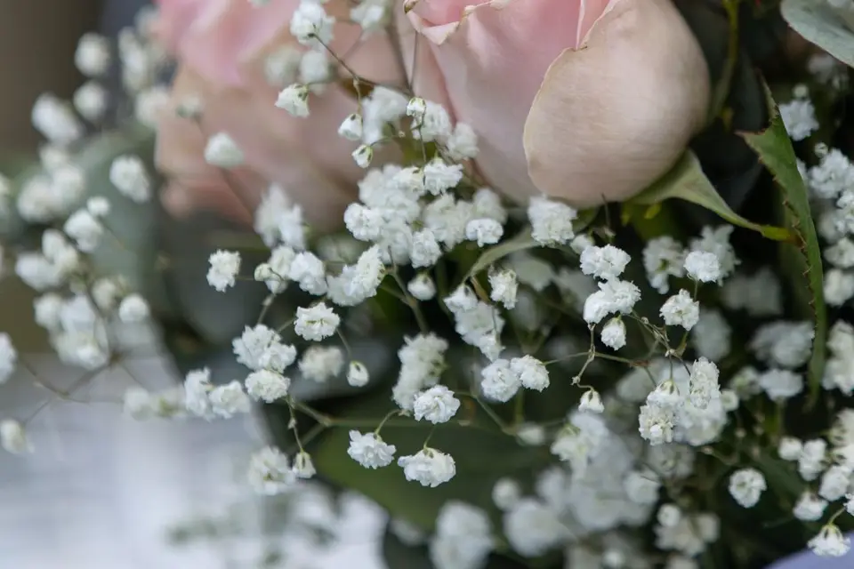 Mouton Audrey — photo 7