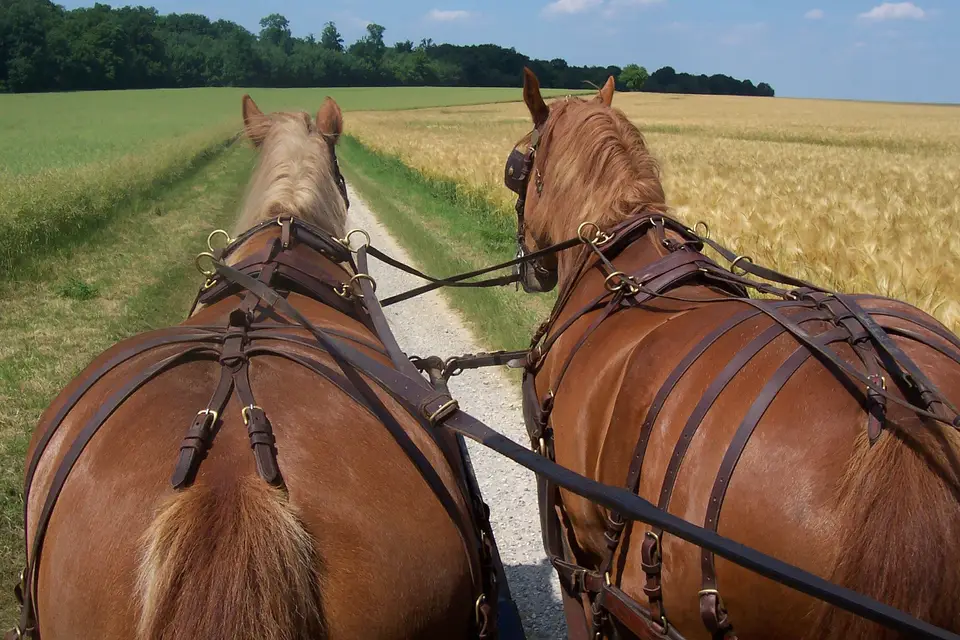 Les Attelages du Manoir — photo 6