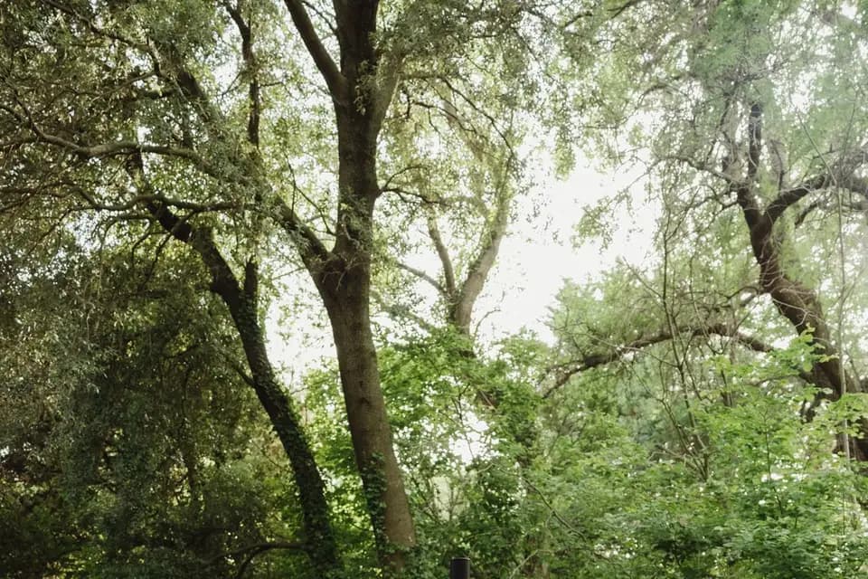 Wild Birds Duo — photo 3