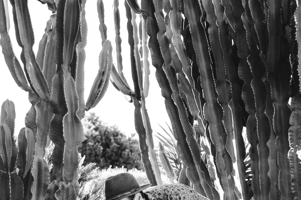 Wild Birds Duo — photo 7