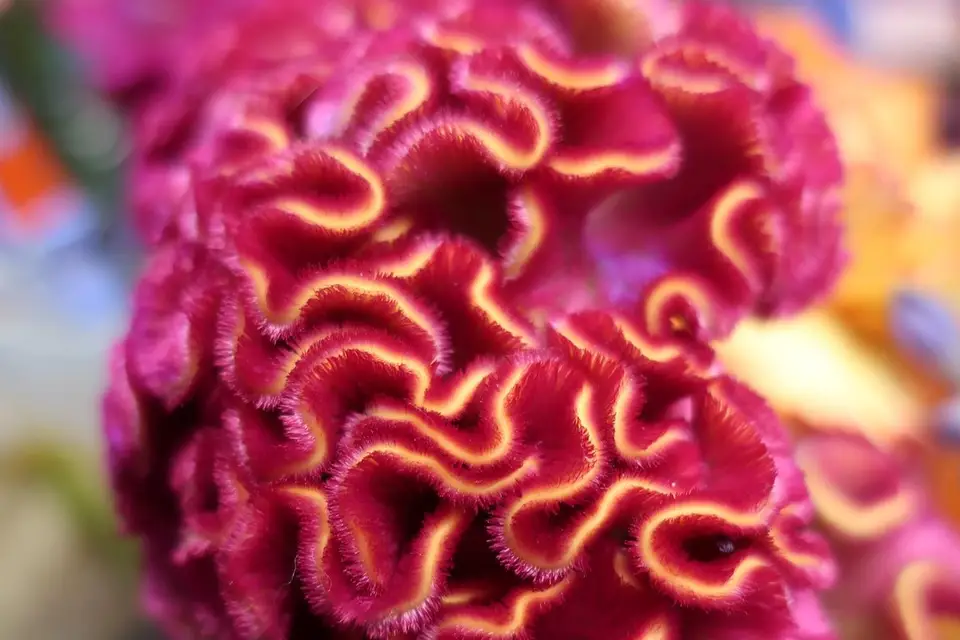 Cécile Descamps Fleuriste — photo 6