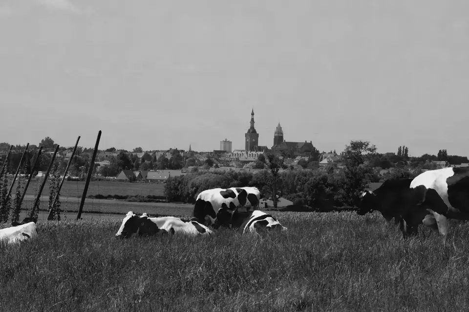 La Ferme Beck — photo 6