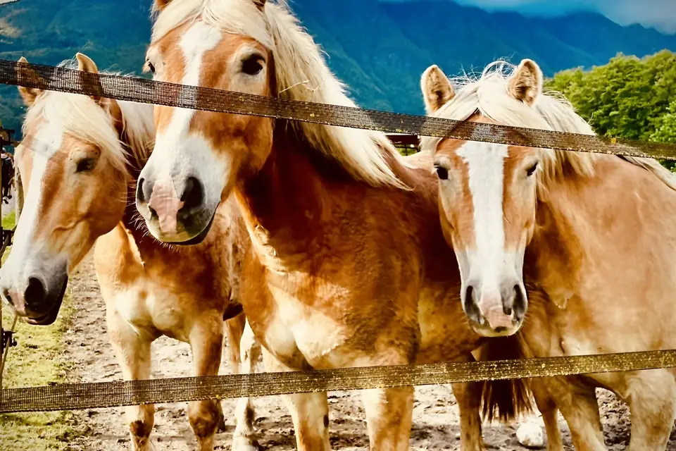 Les Ecuries d'Hercule — photo 3