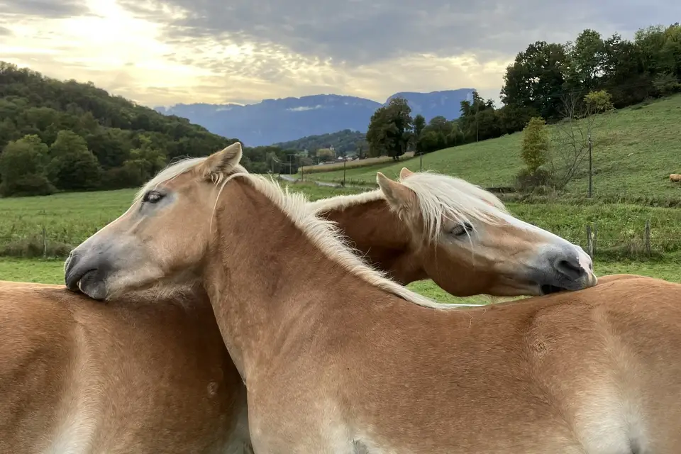 Les Ecuries d'Hercule — photo 1