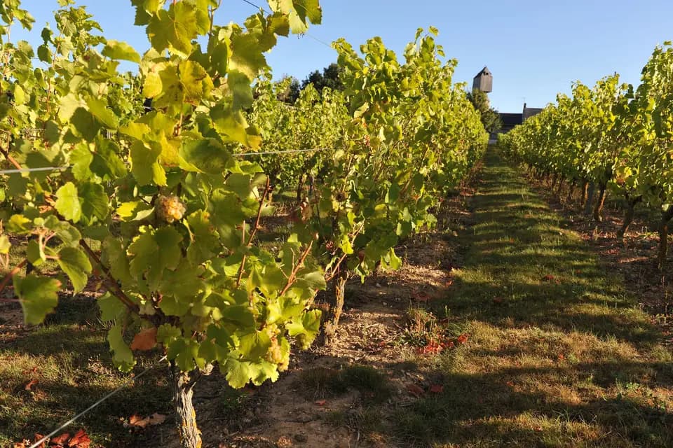 Le Clos Des Mailles — photo 2