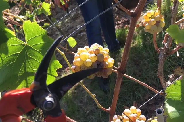 Le Clos Des Mailles — photo 4