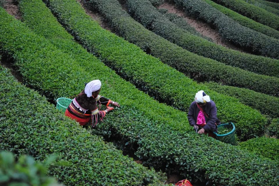 Tea & Ty — photo 3