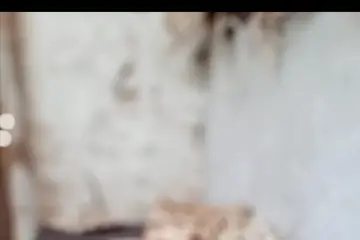 Moulin de Longchamp — photo 5