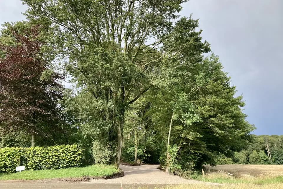 Le bois sous l'étoile — photo 1