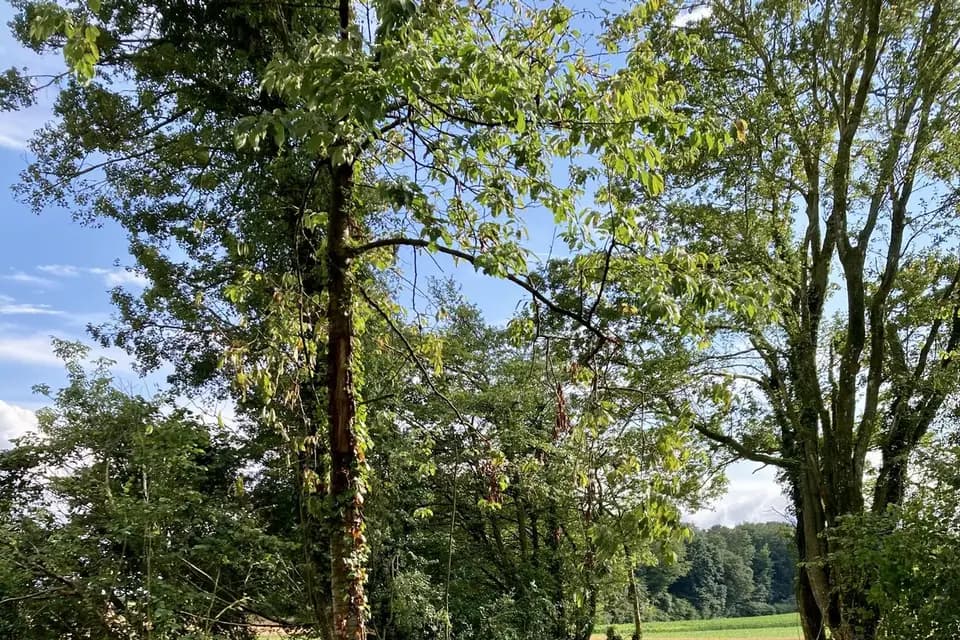 Le bois sous l'étoile — photo 2