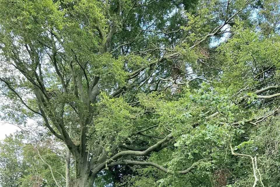 Le bois sous l'étoile — photo 3