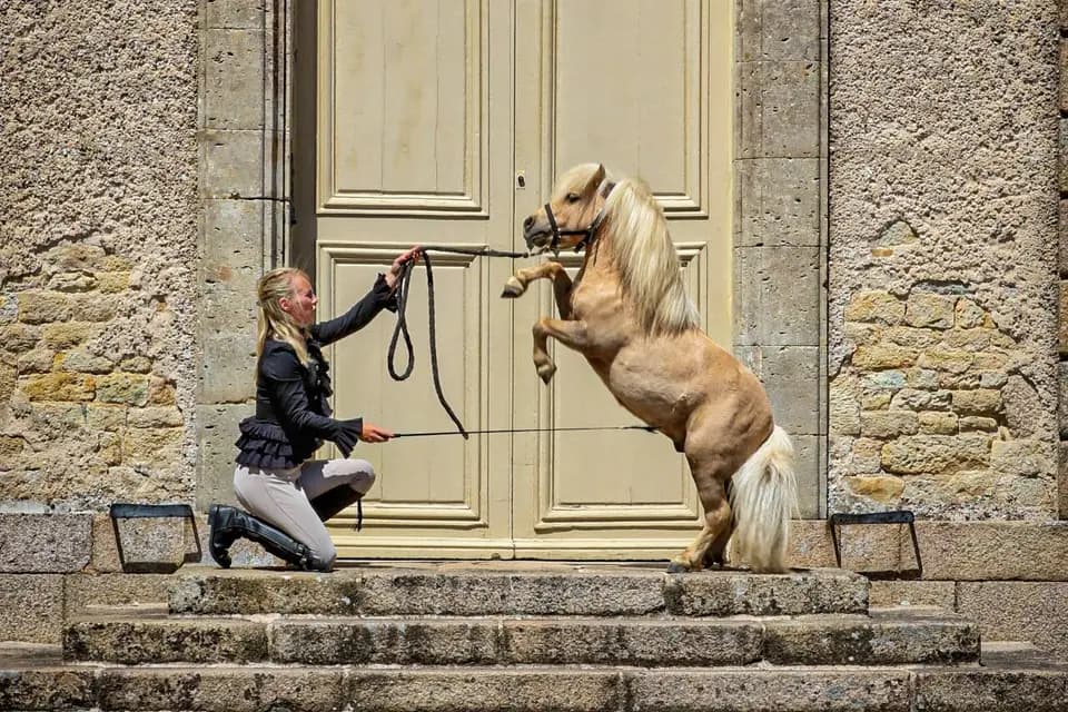 Marine Forestier Spectacle équestre — photo 5