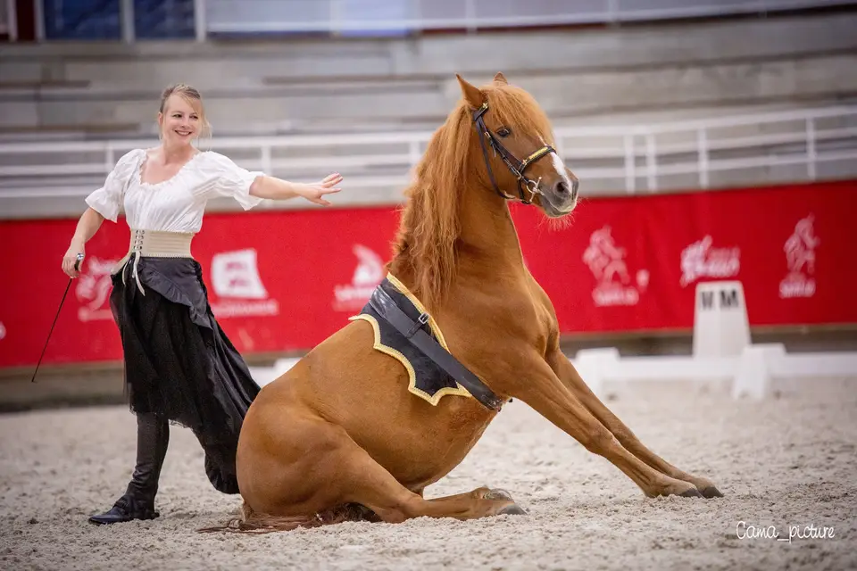 Marine Forestier Spectacle équestre — photo 6