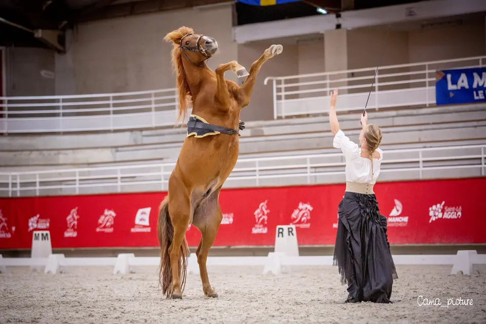 Marine Forestier Spectacle équestre — photo 7