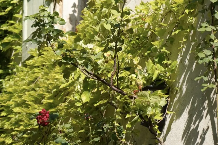 Domaine de Montaud — photo 8