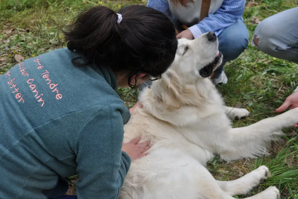 La Patte Tendre - Pet-sitter — photo 1