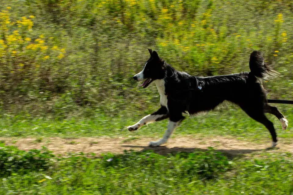 La Patte Tendre - Pet-sitter — photo 7