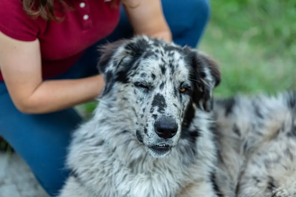 La Patte Tendre - Pet-sitter — photo 8