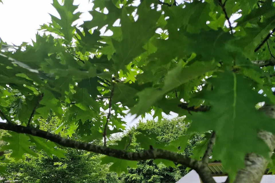 Gîte de la Cour — photo 8