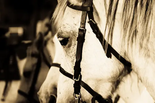 Israël Goulven — photo 6