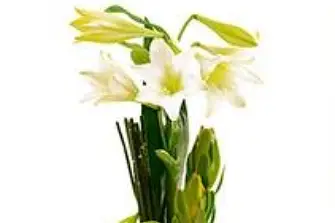 Ambiance Florale — photo 7