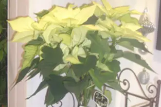 Au Coin Fleuri — photo 5