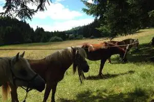 Les Écuries des Cottards — photo 5