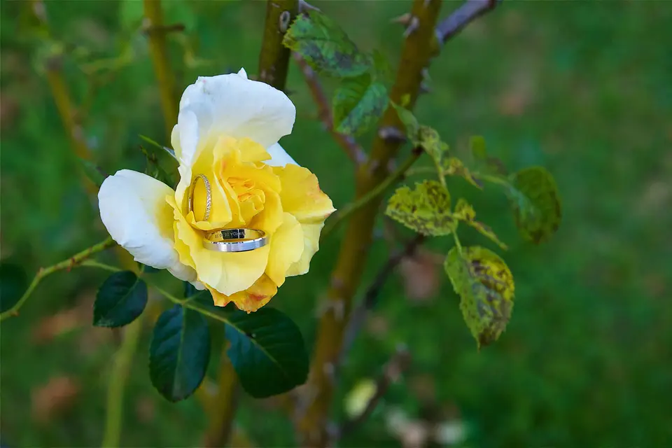 Photographe Armelle Colmart — photo 5