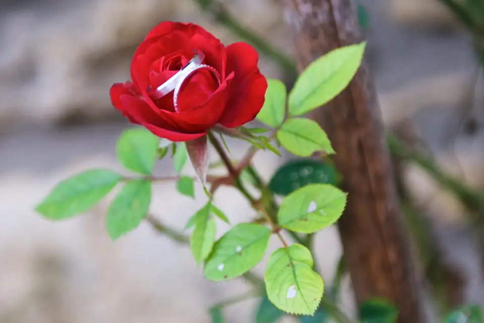 Photographe Armelle Colmart — photo 4