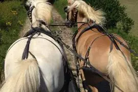 Les Écuries des Cottards — photo 6