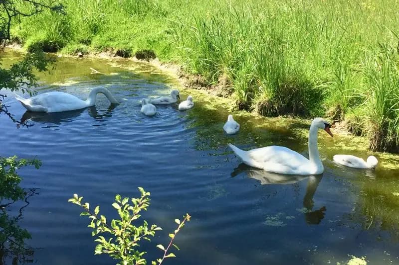 Ferme du Hôme — photo 8