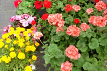 Déco Fleurs — photo 4