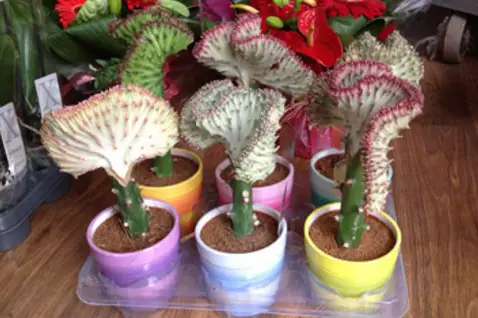 Déco Fleurs — photo 5