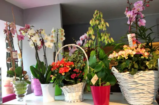 Déco Fleurs — photo 7