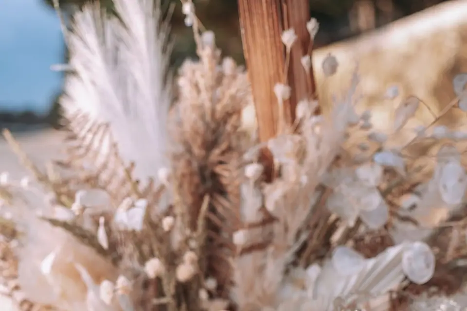 Les Muffkies de Lili — photo 6