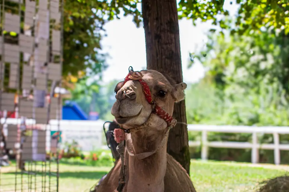 Philipponneau Olivier — photo 7