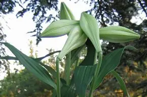Par Fleurs et Par Vaulx — photo 4