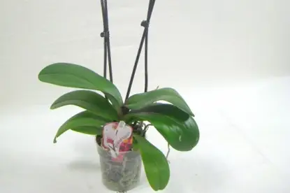 Mille et une fleurs — photo 2