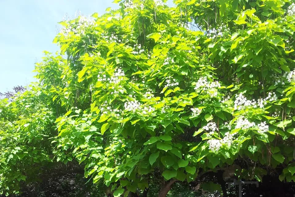 Le Catalpa — photo 1
