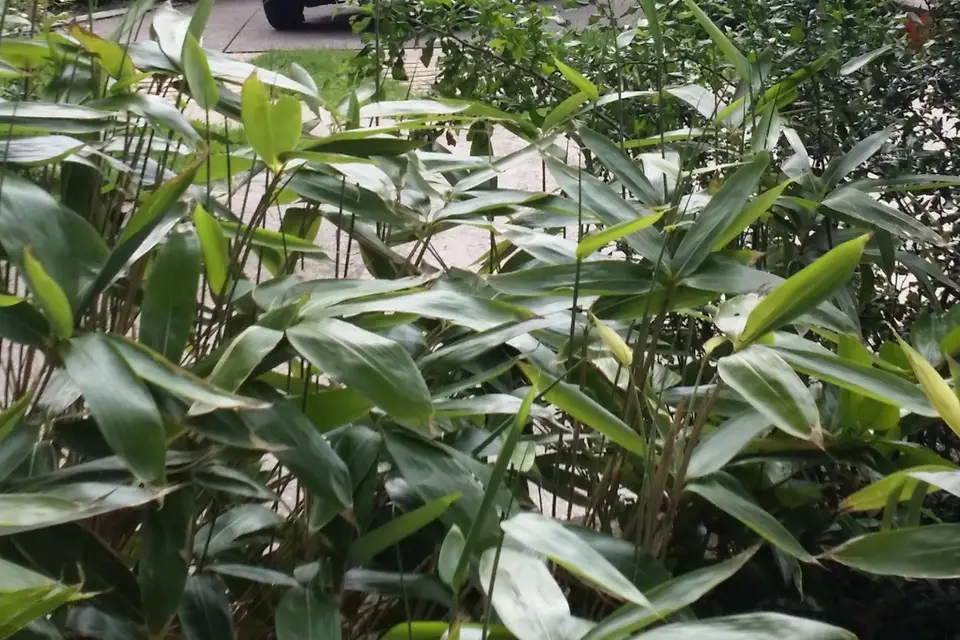 Le Catalpa — photo 4