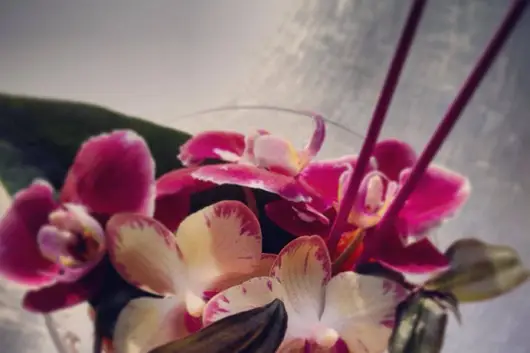 L'Arflor — photo 7