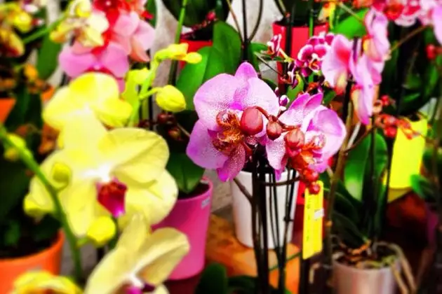 L'Arflor — photo 5