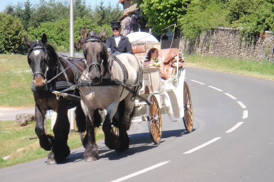 Les Calèches de la Rive — photo 3