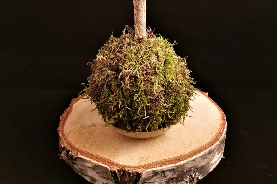 Les Jardins de Verre — photo 7