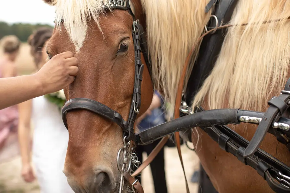 Attelage de la Gazelle — photo 4