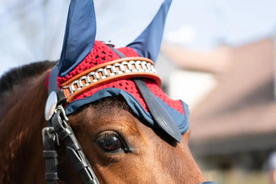 Attelage de la Gazelle — photo 3