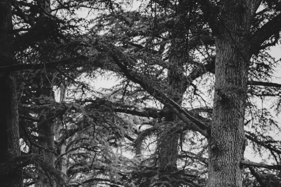 A fleur de Po — photo 6