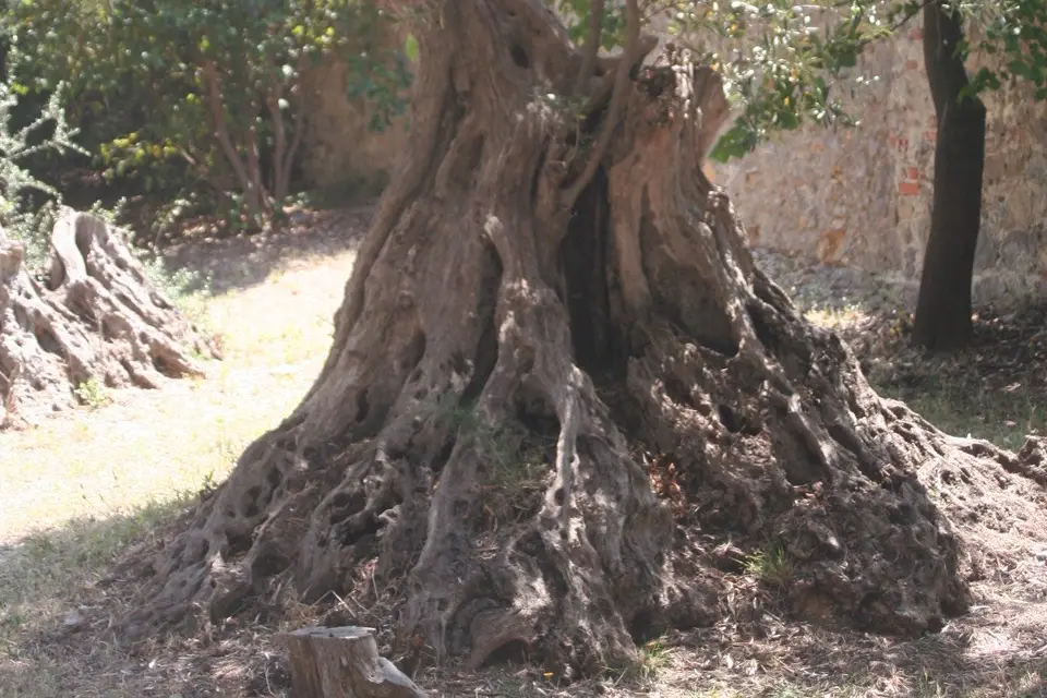 Villa les Terrasses — photo 8